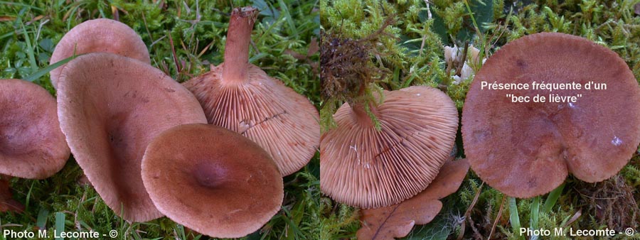 Lactarius quietus