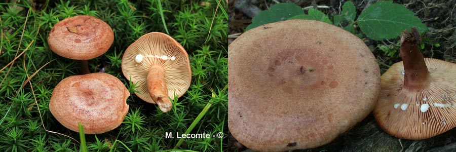 Lactarius quietus