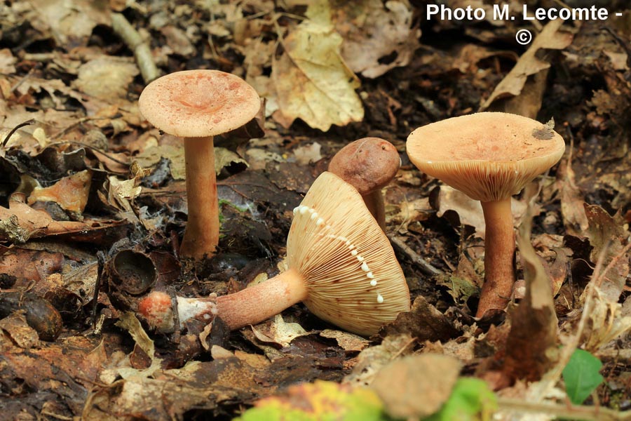 Lactarius quietus