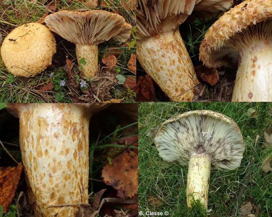 Lactarius repraesentaneus (B. Clesse)