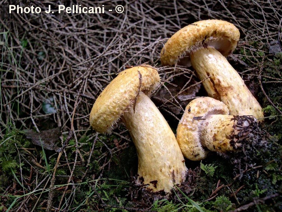 Lactarius repraesentaneus