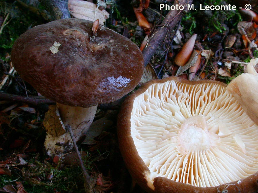 Lactarius romagnesii