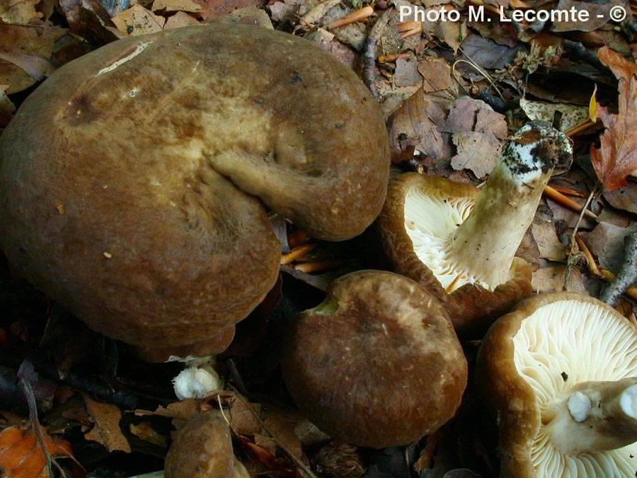 Lactarius romagnesii