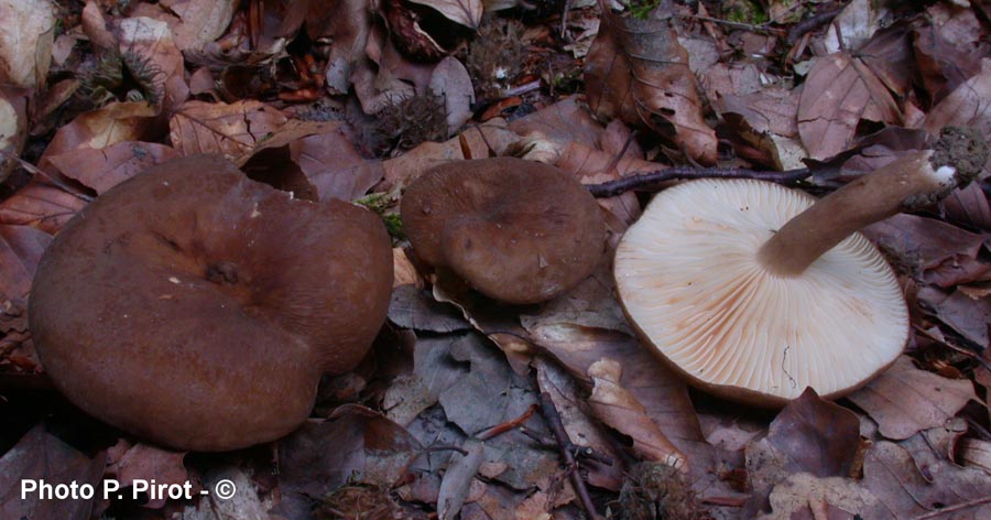 Lactarius romagnesii