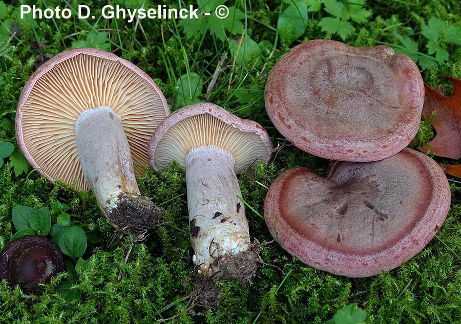 Lactarius roseazonatus