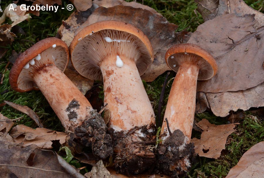 Lactarius rubrocinctus