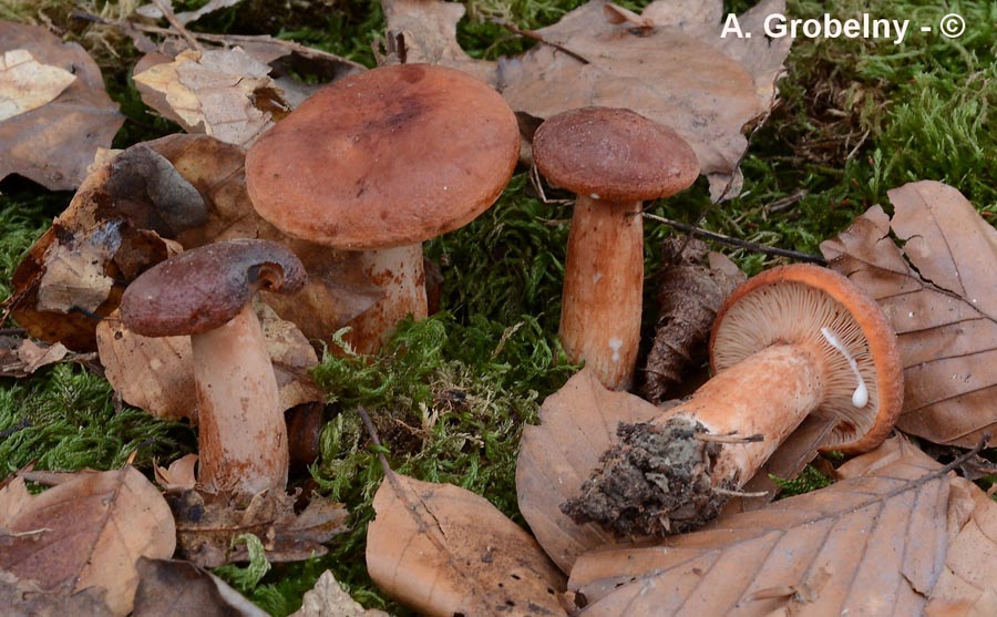 Lactarius rubrocinctus