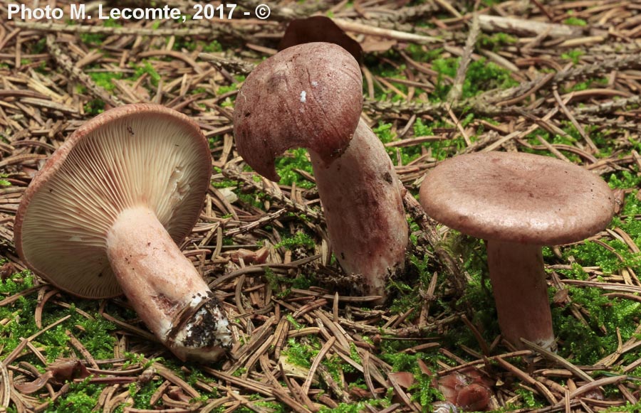 Lactarius rufus