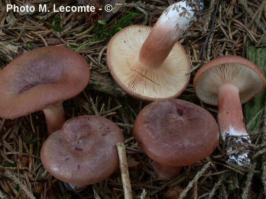 Lactarius rufus