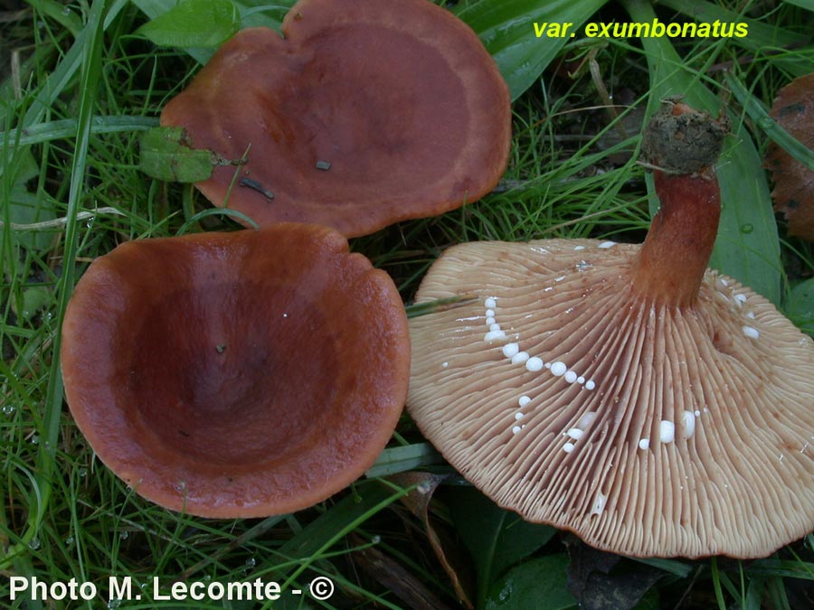 Lactarius rufus