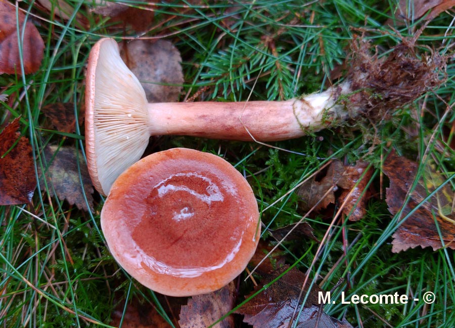 Lactarius rufus