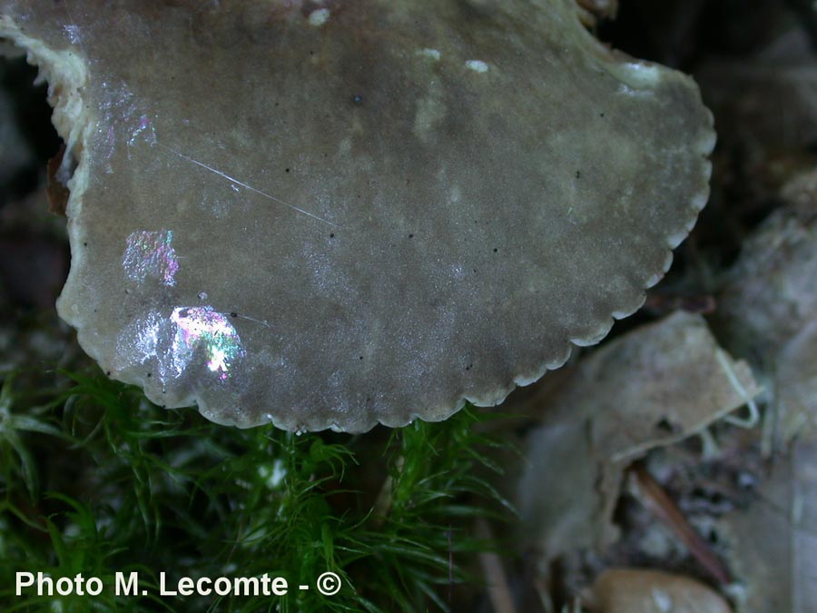 Lactarius ruginosus