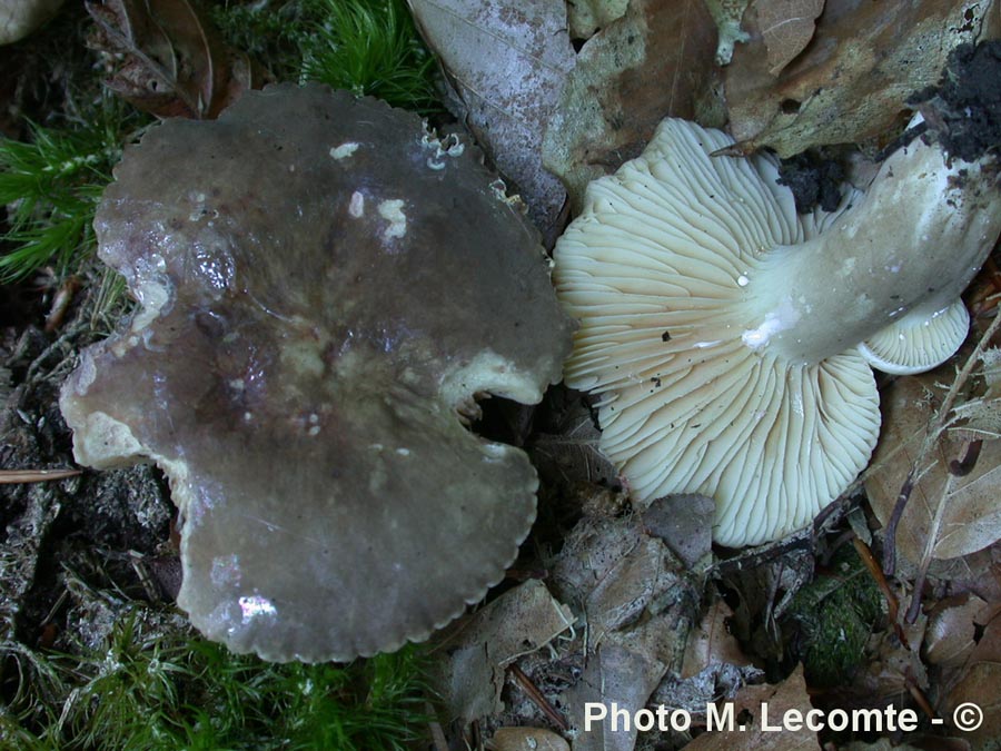 Lactarius ruginosus