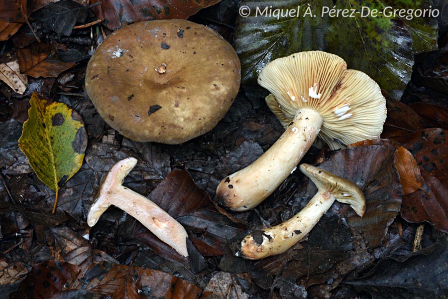 Lactarius ruginosus