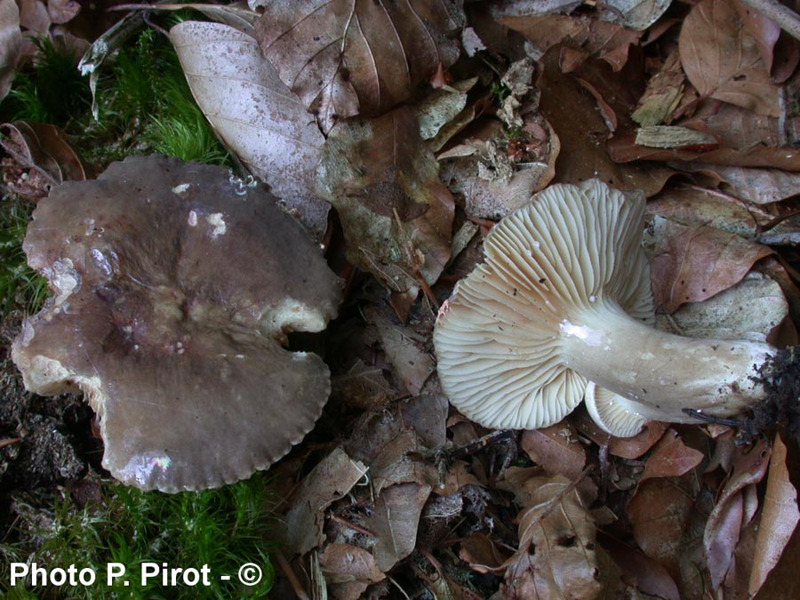 Lactarius ruginosus