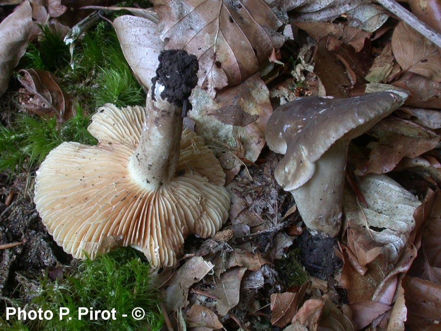 Lactarius ruginosus