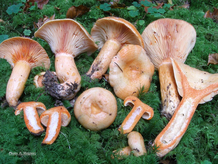 Lactarius salmonicolor