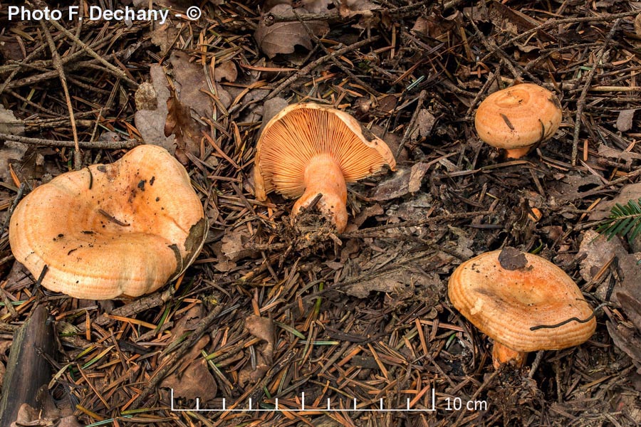 Lactarius salmonicolor