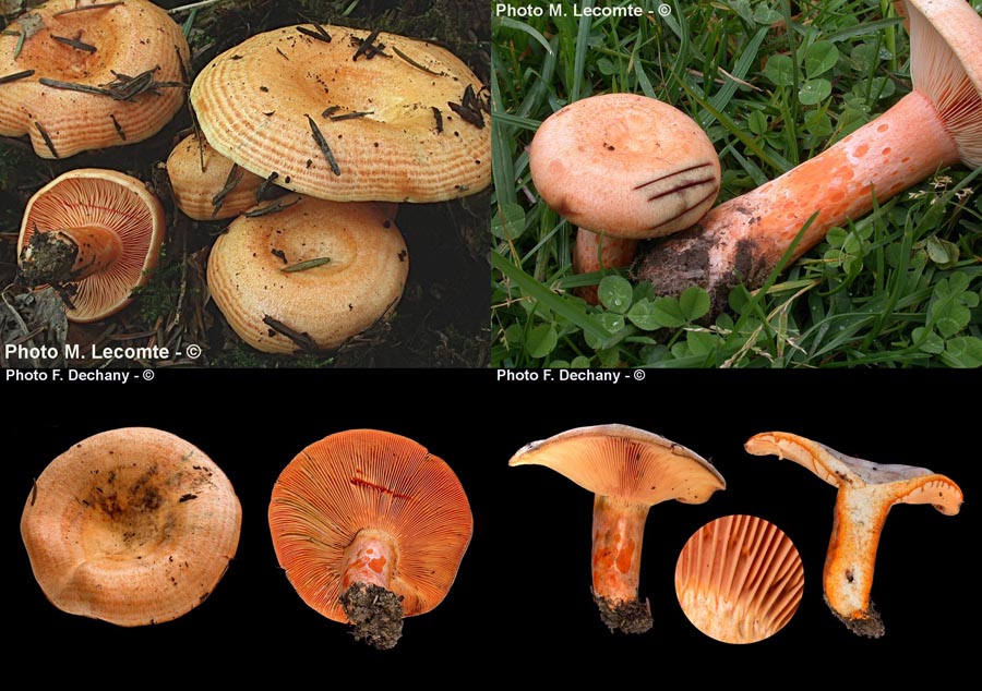 Lactarius salmonicolor