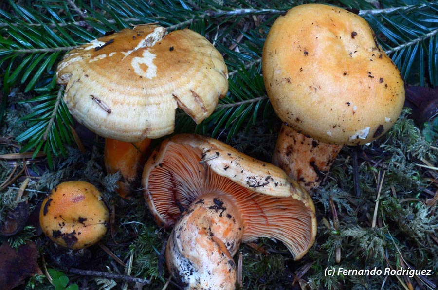 Lactarius salmonicolor