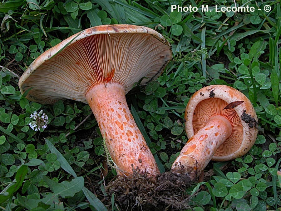 Lactarius salmonicolor