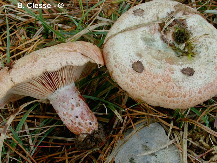 Lactarius sanguifluus