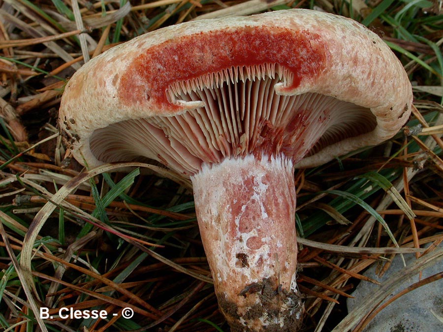 Lactarius sanguifluus