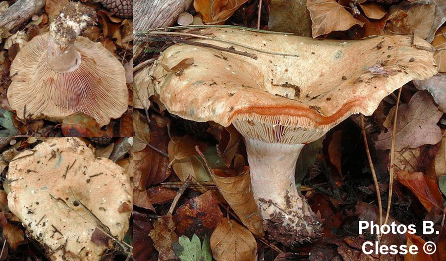 Lactarius semisanguifluus