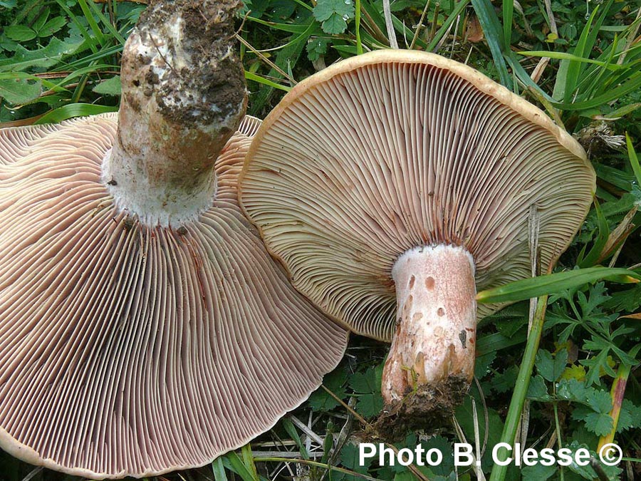 Lactarius sanguifluus