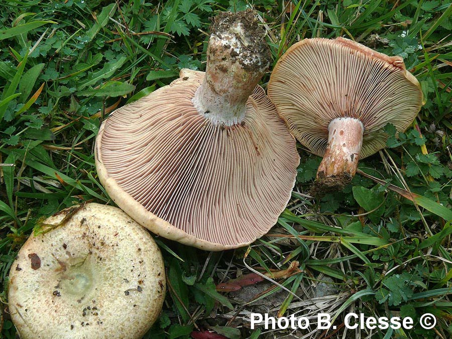 Lactarius sanguifluus