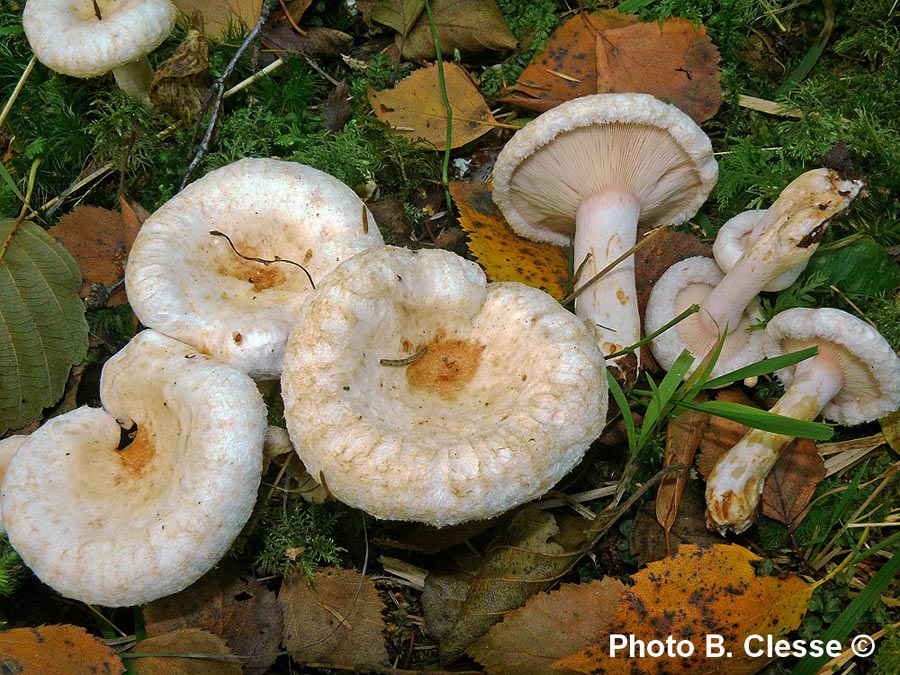 Lactarius scoticus