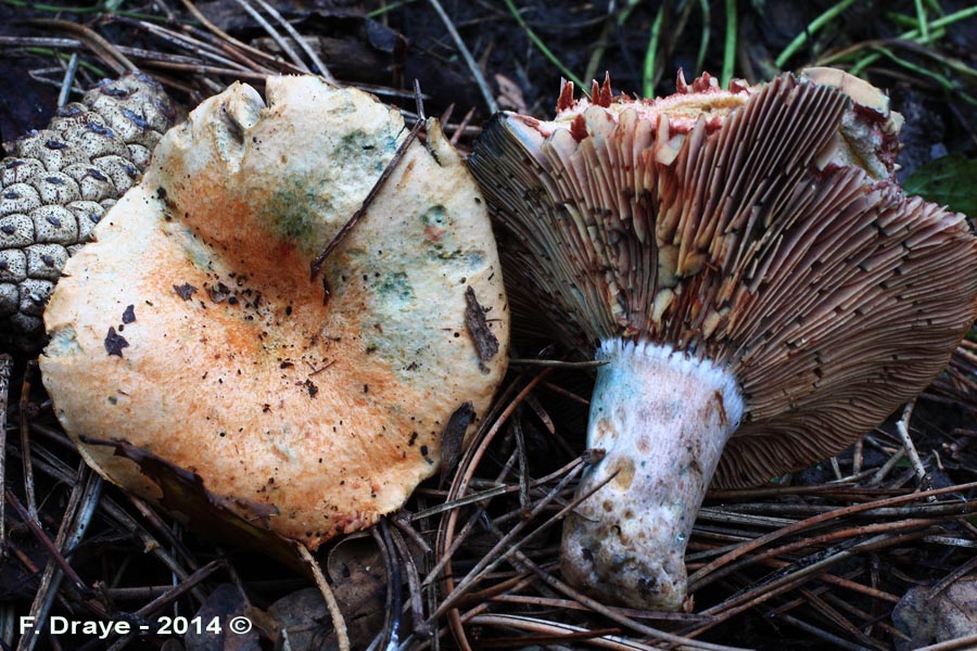 Lactarius semisanguifluus