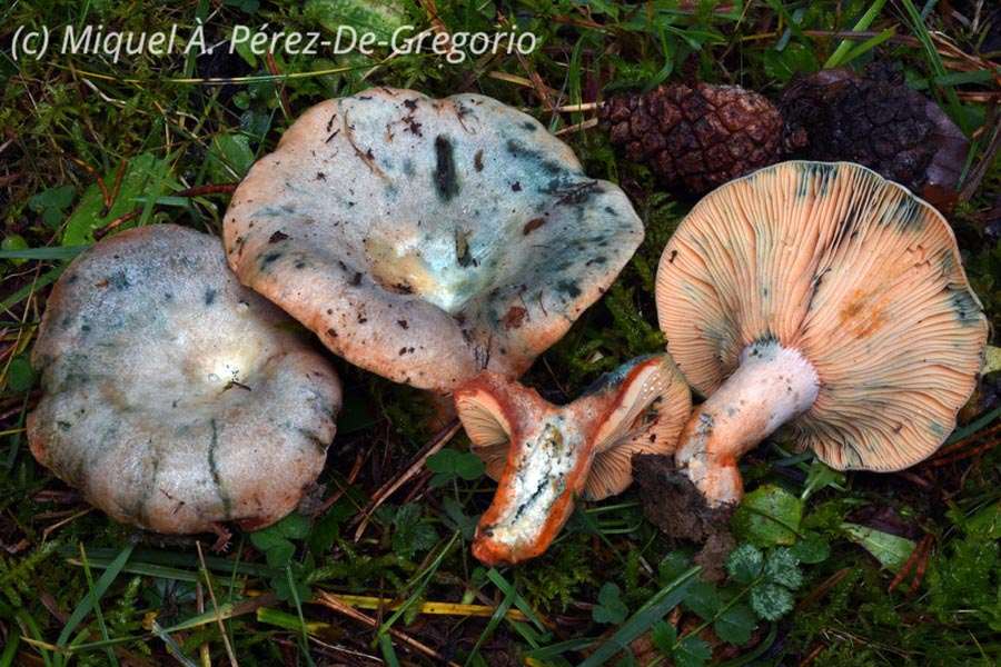 Lactarius semisanguifluus