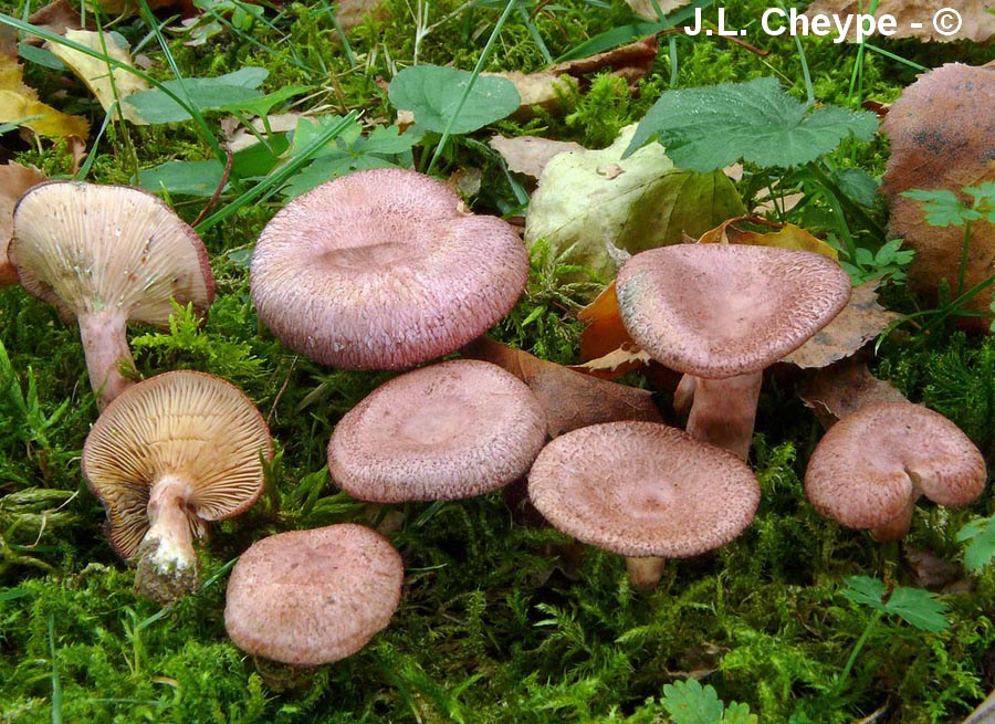 Lactarius spinulosus