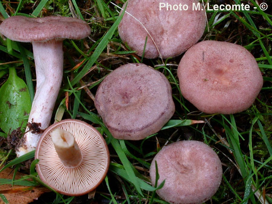 Lactarius spinulosus