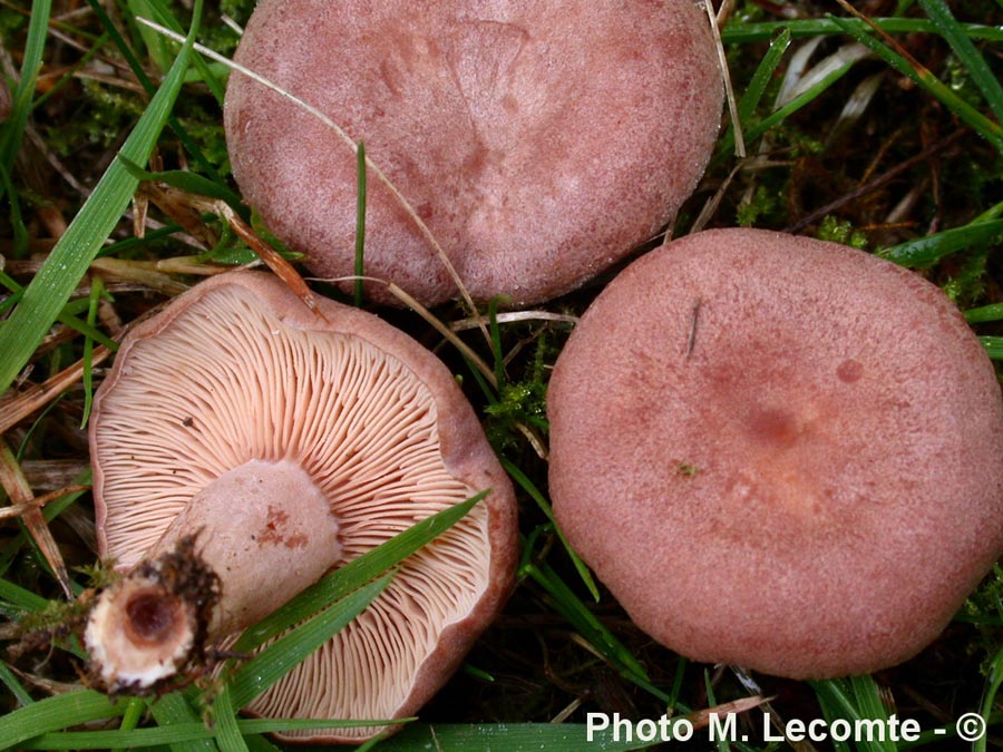 Lactarius spinulosus