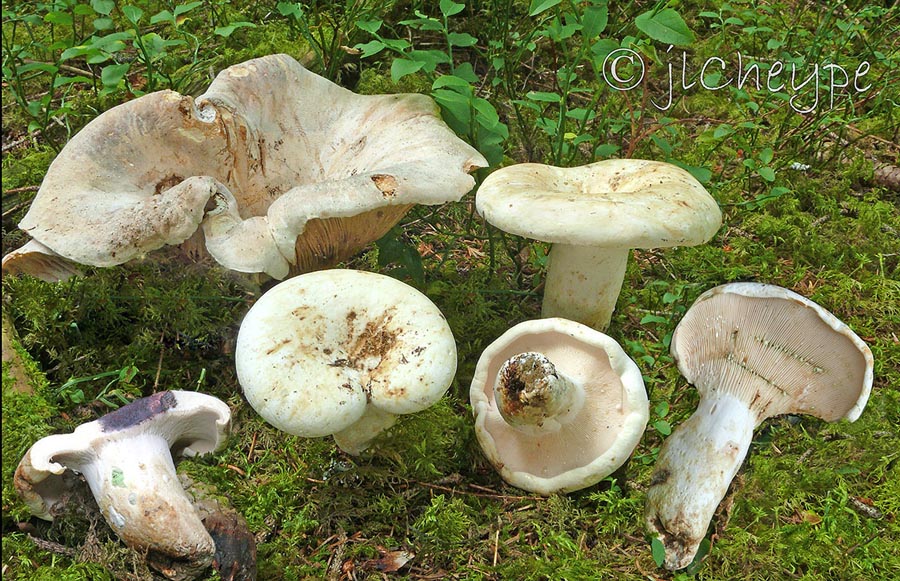 Lactarius spurius