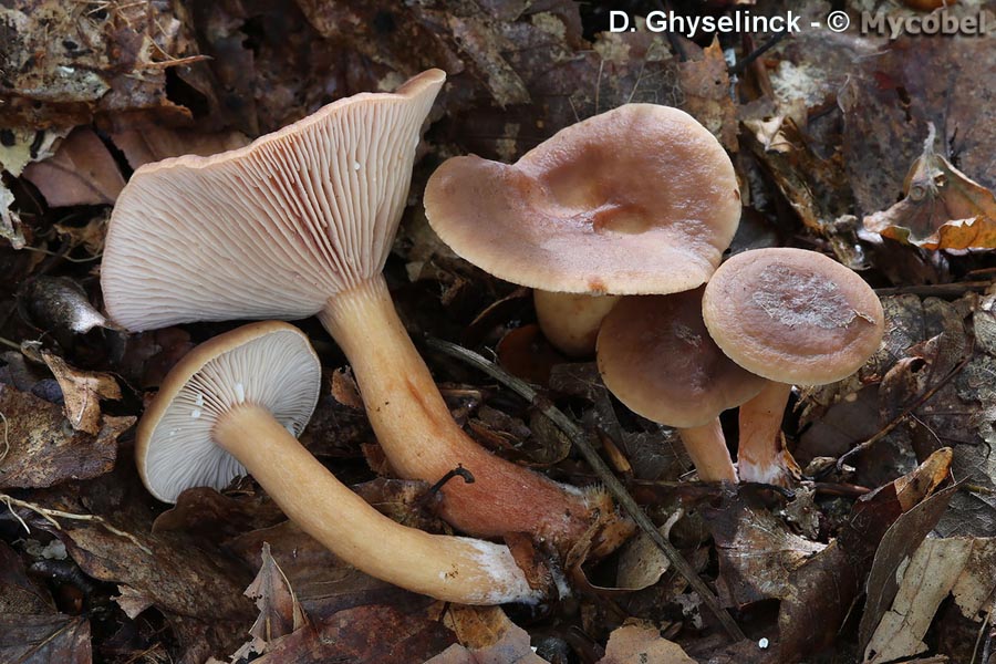 Lactarius subdulcis