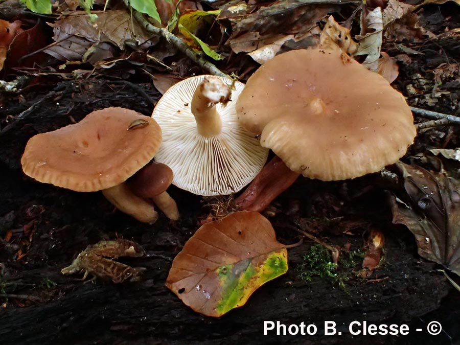 Lactarius subdulcis