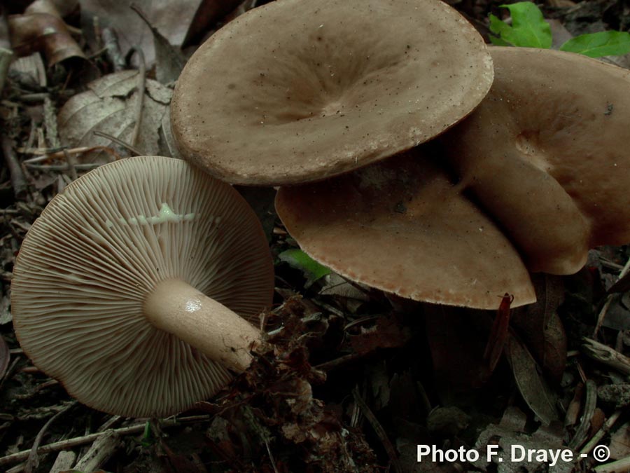 Lactarius subdulcis