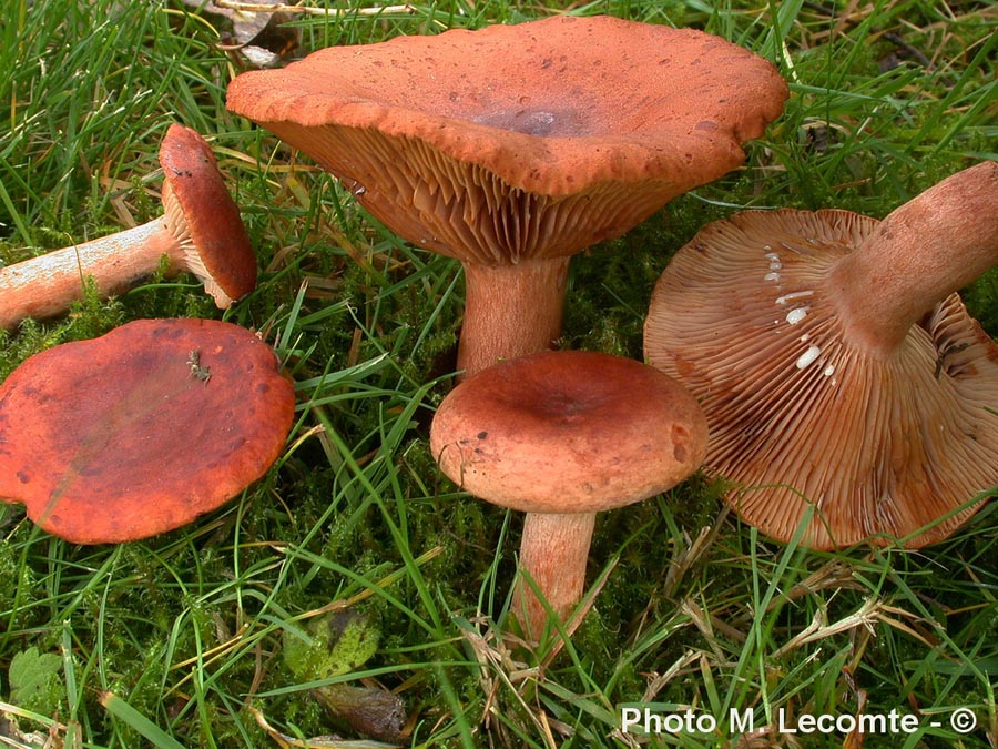 Lactarius subdulcis