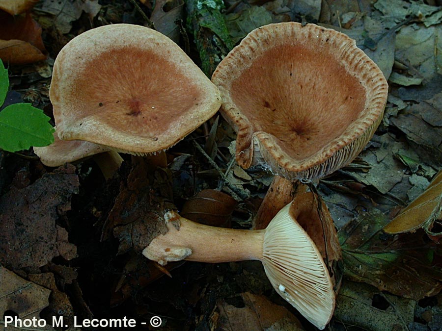 Lactarius subdulcis