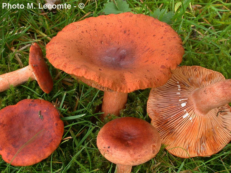 Lactarius subdulcis