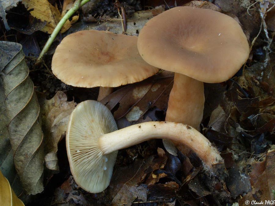 Lactarius subdulcis