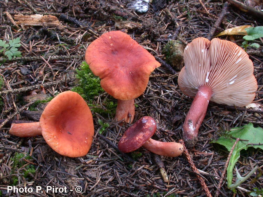 Lactarius subsericatus