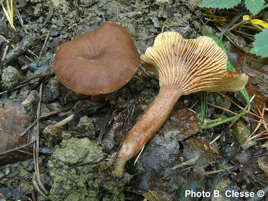 Lactarius subumbonatus