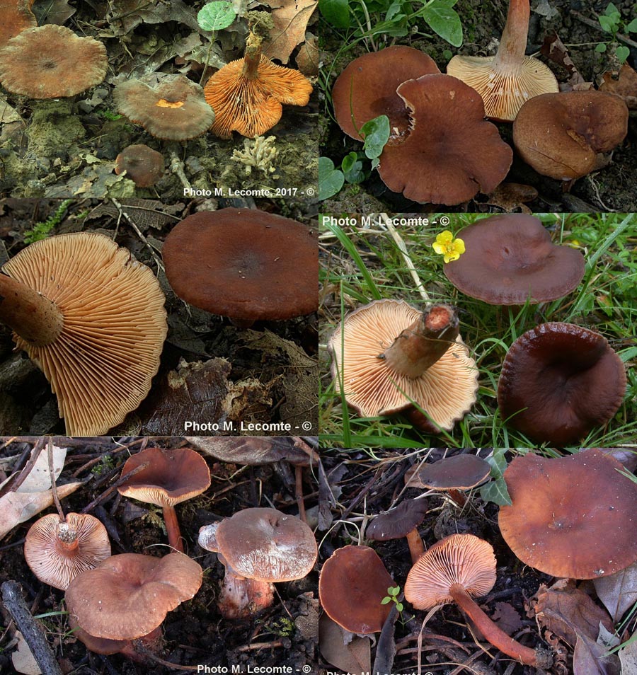 Lactarius subumbonatus