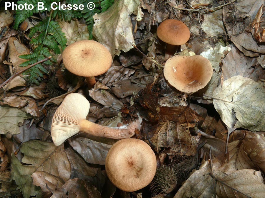 Lactarius tabidus