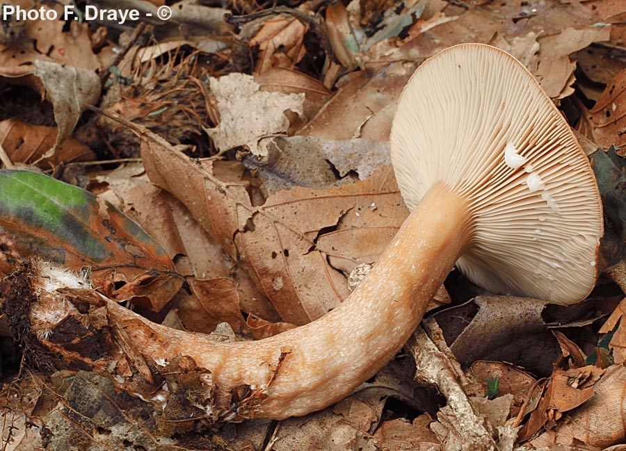 Lactarius tabidus