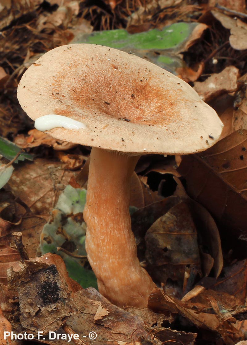 Lactarius tabidus